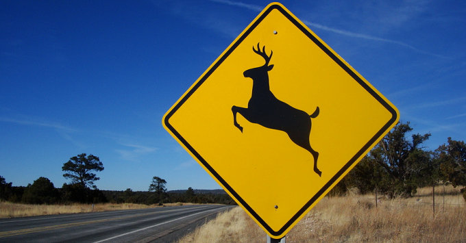 White Tail Deer